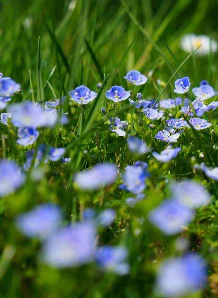 Hotel Botaniste - Garden